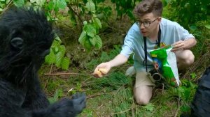 Обезьяна нашла Серегу а4 продакшен в лесу