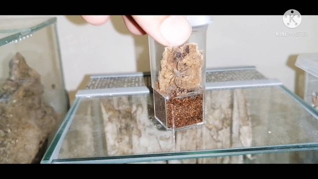 Karmienie, heteropoda, maculate braszki i inne😎 смотреть онлайн