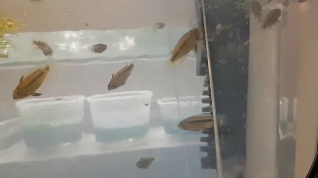 Kakadu Zwergbuntbarsch Babys Video 3 смотреть онлайн