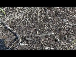 Муравейник