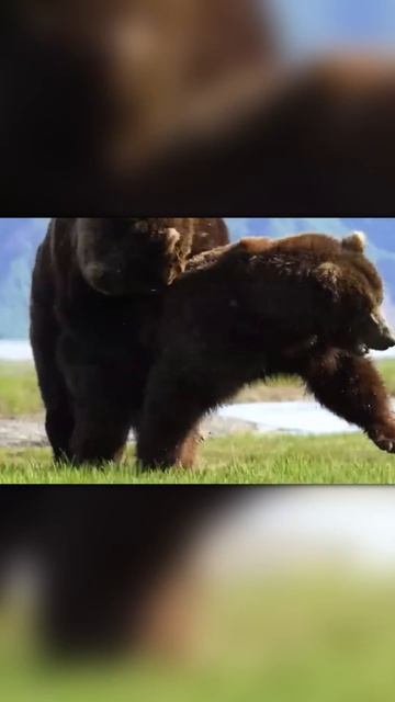 Два медведя на суку