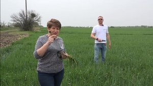 Когда и сколько вносить азота под озимую пшеницу?