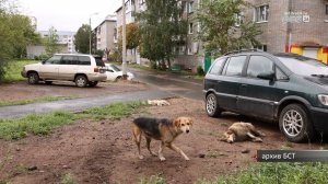 40 тысяч рублей заплатит администрация Братского района за нападение собаки на ребёнка в Вихоревке