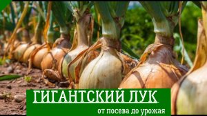 ЛУК Эксибишен: КАК ВЫРАСТИТЬ ГИГАНТСКИЙ ЛУК – технология от посева до урожая