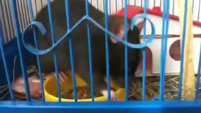 Шустик смотреть онлайн