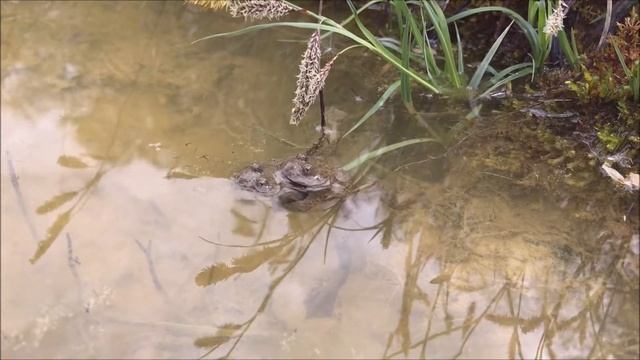 Yellow-bellied Toads (Bombina variegata) mating call & release call смотреть онлайн