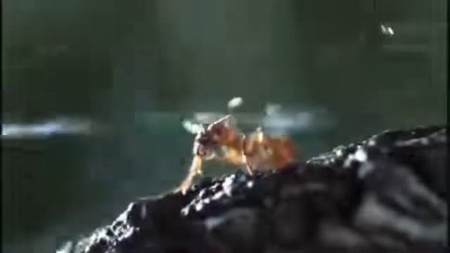 سبحان الله حشره ترش مبيد ع النمل وتقتله !! смотреть онлайн