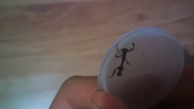 Phyllocrania paradoxa już l2 ! смотреть онлайн