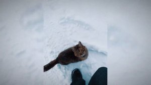 МОЖНО Я С ТОБОЙ — ЧТО ЗА МЕМ?