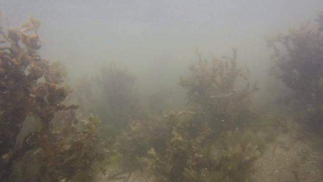 #598: Catching Hermit Crabs at the Beach - Update Monday смотреть онлайн