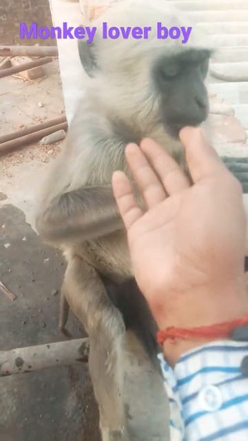 Touching the monkey's mouth #short #video #viral. смотреть онлайн
