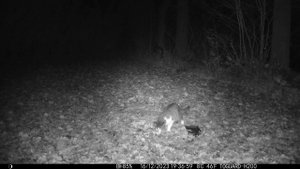 Кот заметил куницу