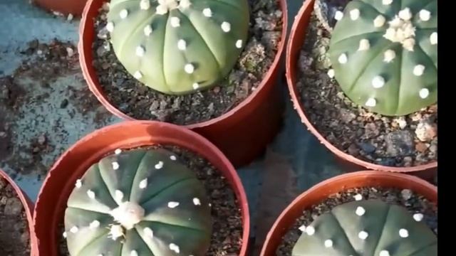 [Cactus Plants]: Astrophytum asterias- Sand dollar cactus farm. смотреть онлайн