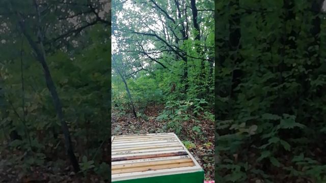 ⚡⚡⚡Мёда нет✨ смотреть онлайн