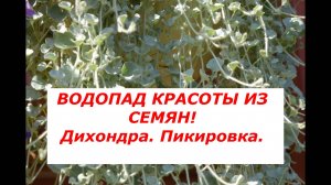 Водопад красоты из семян! Дихондра. Пикировка.