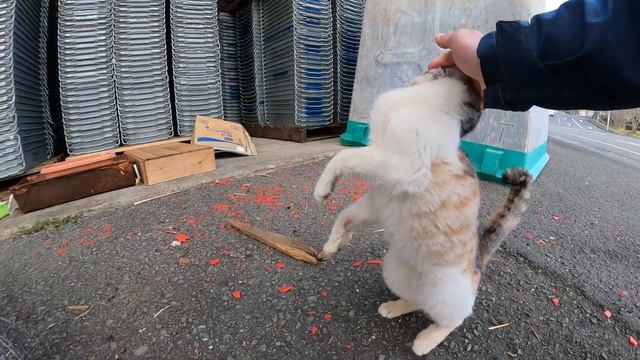 漁港で見掛けた薄三毛猫を撫でると伸び上がって喜んでカワイイ