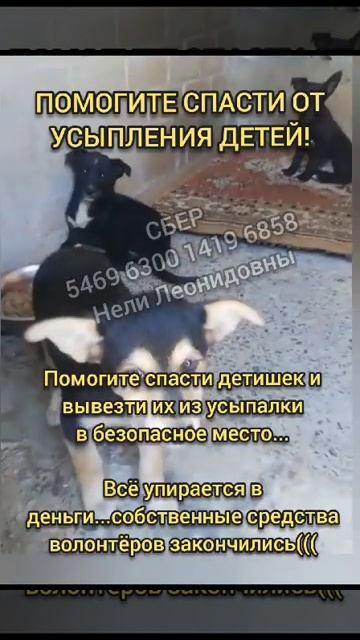 щенков сдали на усыпление