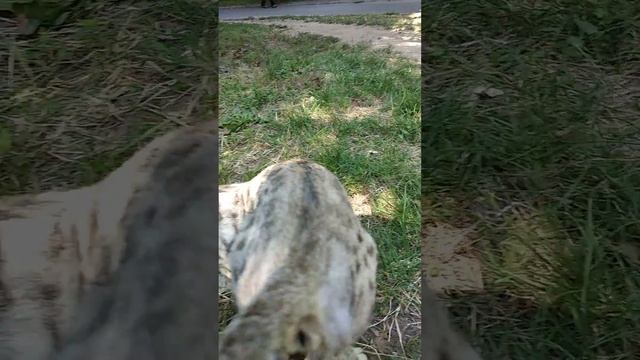 Бенгальские кошки- самые умные смотреть онлайн