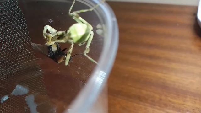 Creobroter gemmatus eat a fly./Creobroter gemmatus mangia una mosca. смотреть онлайн