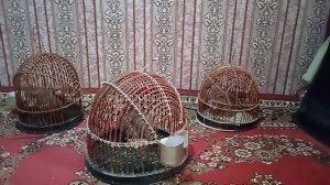 КАКЛИК САЙРАШИ