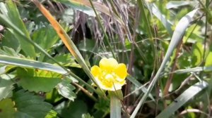 ЛАПЧАТКА ПОЛЗУЧАЯ, СУСАК БОЛОТНЫЙ. Соседи на речке. ЛЕЧЕНИЕ ЛАПЧАТКОЙ. "Жёлтые лекарственные травы"