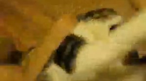 Обиженный котейка пукнул хозяину в нос