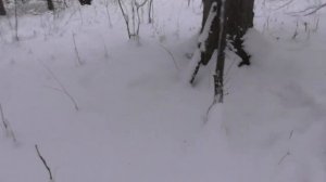 #куница_в_ловушке#тайга#15.12.23 г.Очередная проверка капканов и ловушек на куницу.