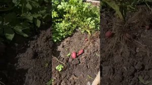 Красный картофель с белой мякотью, не любит колорадский жук