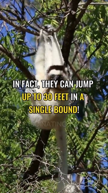 This animal has the best Swag Walk | Verreaux's Sifaka смотреть онлайн