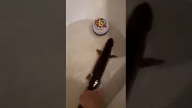 КРУПНАЯ ЩУКА попалась на удочку! смотреть онлайн