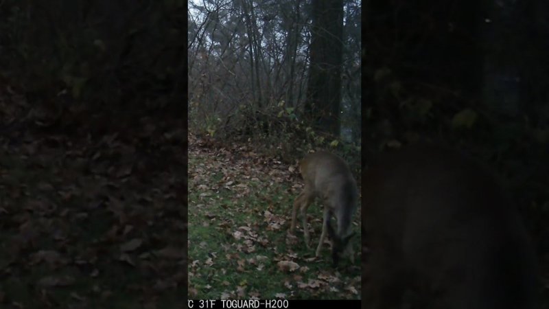 "Молния" Шерстяные рожки #synthwave #дикаяприрода #animals #wildlife #trailcamfootage #deer