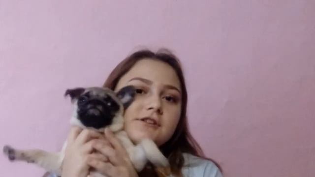 20 фактов о собаке/soni_ca смотреть онлайн