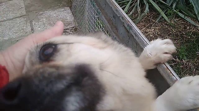 Добрый вечер всем! Тюльпан. смотреть онлайн