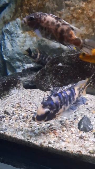 Metriaclima Zebra Gome MC🇲🇼 #africa #aquarius #cichlid #fish #lakemalawi #mbuna #malawi смотреть онлайн