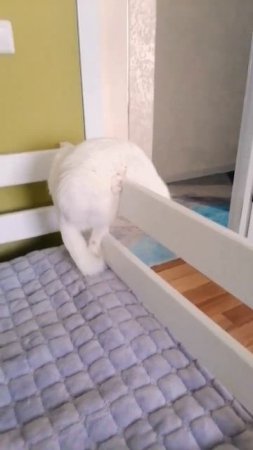Кот с хвостом #cats #cat #funny #КОТ #котэ