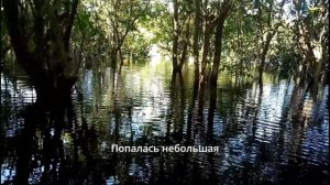 БРАЗИЛИЯ ПРИКЛЮЧЕНИЯ НА АМАЗОНКЕ