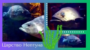 Царство Нептуна 🥰🐠🌿