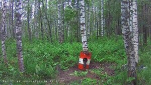 Привада на медведя, а пришёл кабан 2024 г.