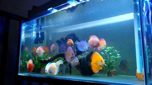 Discus Indonesia 2 смотреть онлайн