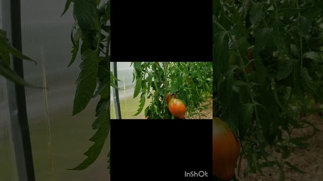 Томаты для раннего урожая 2024. Кто созрел первым?🤔 Сорта: Пудовик, Лентяйка, Толстый Джек. смотреть онлайн