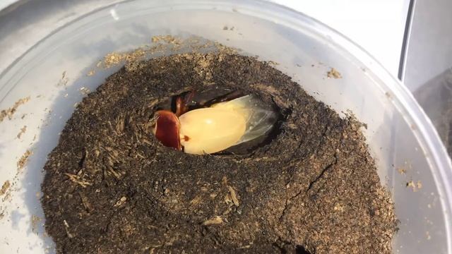 Dorcus Titanus Nobuyuki female emerge 马来巨扁母虫羽化 смотреть онлайн