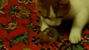Коты отмечают Новый год