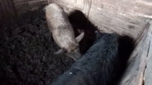 Как кормить свинью при агрессивном хряке, мой опыт