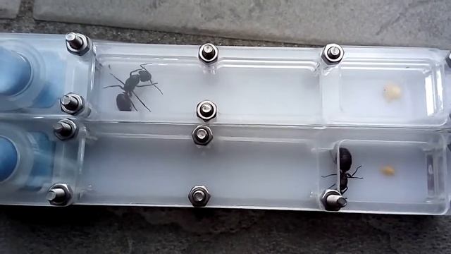 Camponotus jaliensis (Cyprus) vs Camponotus arrogans (Laos) 04.04.2021 смотреть онлайн