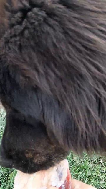 мой жадный Тибетик😂 смотреть онлайн