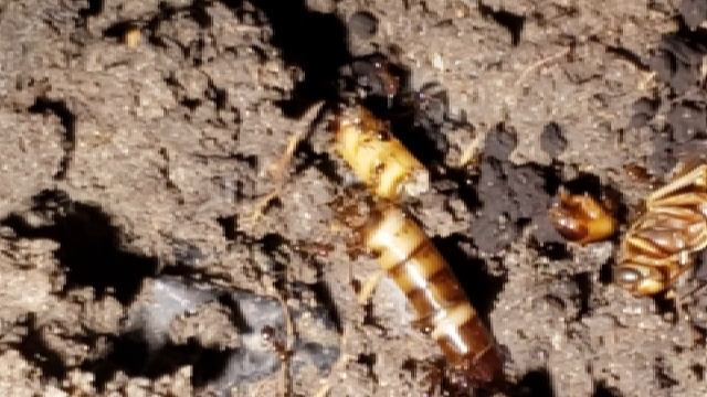 First taste of mealworms vs solenopsis invicta смотреть онлайн