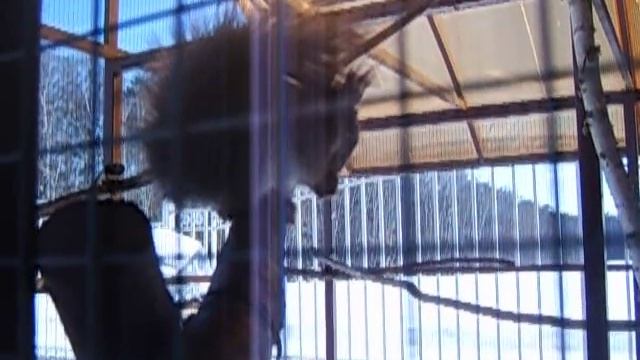 Белочка грызет лакомство | 8(965)380-13-11 Москва смотреть онлайн