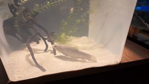 Рыба волк Hoplias malabaricus