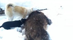 Закрытие лицензии и сезона 2019 на кабана. Осенний подарок добыт.