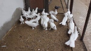 Baki Goyercinleri Бакинские Голуби Baku Pigeons Şahin 2018